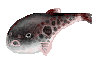 torafugu.gif